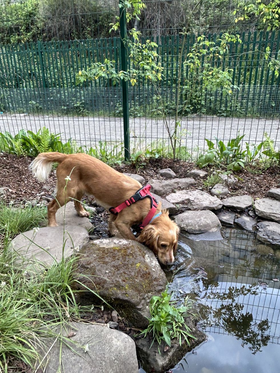 A chesnut-brown cocker spaniel drinks stands on rocks drinking from a pond