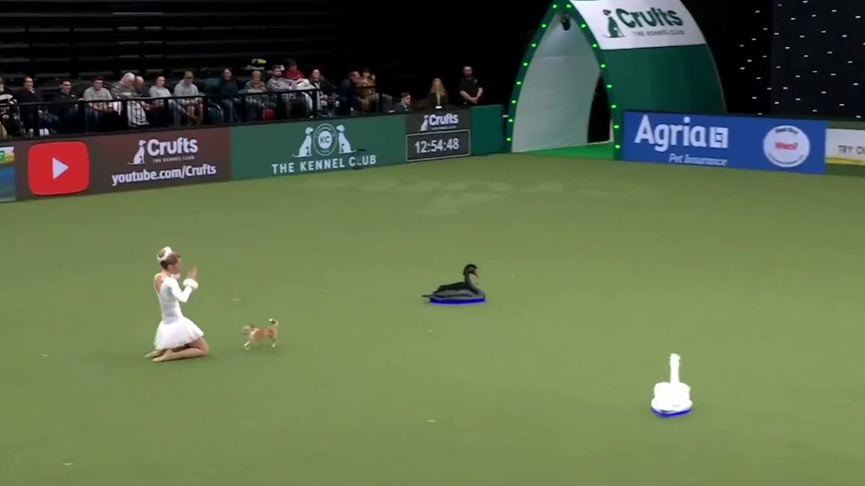 A chihuahua bizarrely recreated Swan Lake at Crufts