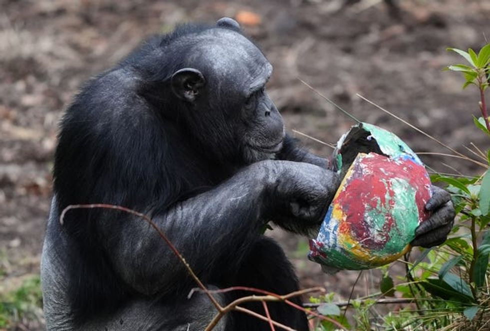 A chimp holding a colourful Easter egg, which he has cracked open