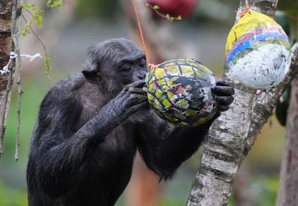 A chimpanzee looks inside a colourful Easter egg hanging from a tree