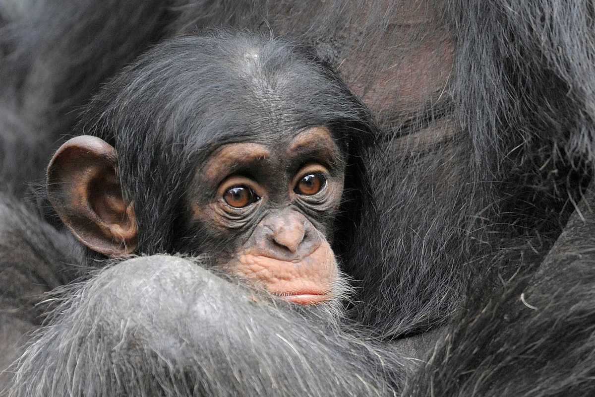 Human laughter shares 15 million year old evolutionary link with great apes, study finds