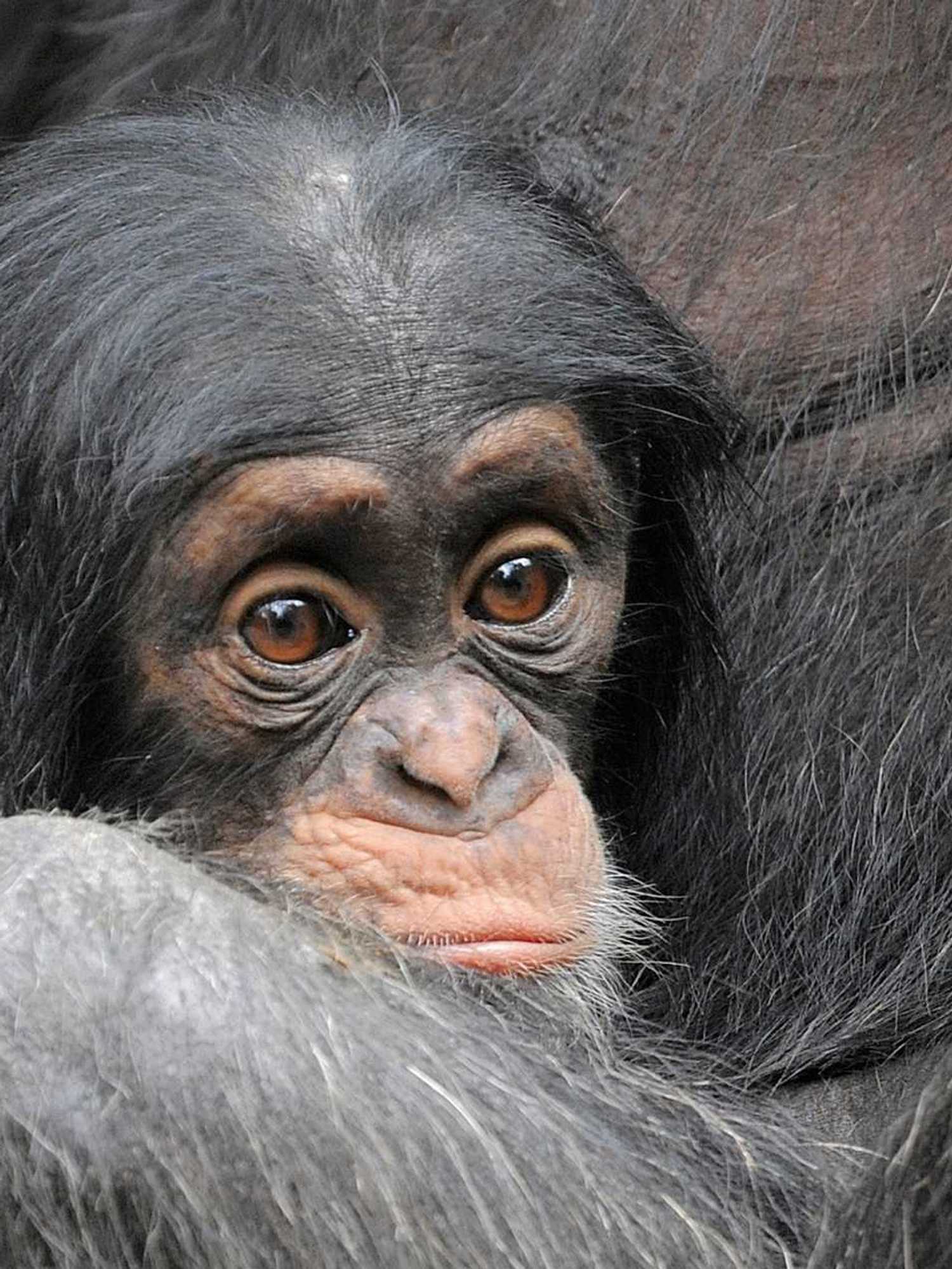 Human laughter shares 15 million year old evolutionary link with great apes, study finds