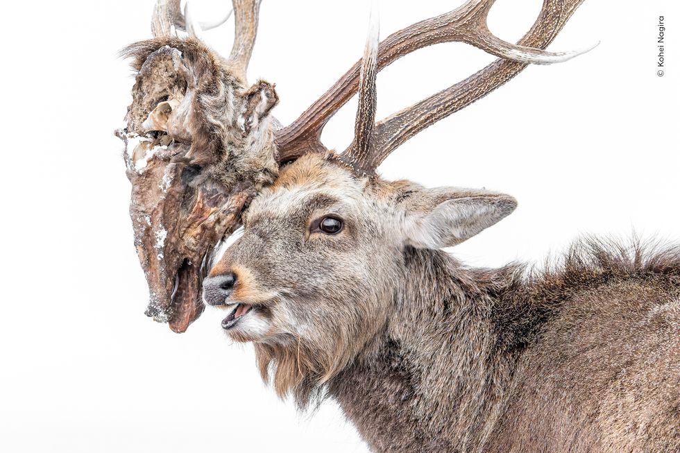 A close up image of a sika deer with the severed head of a rival still attached by the antlers against a white background