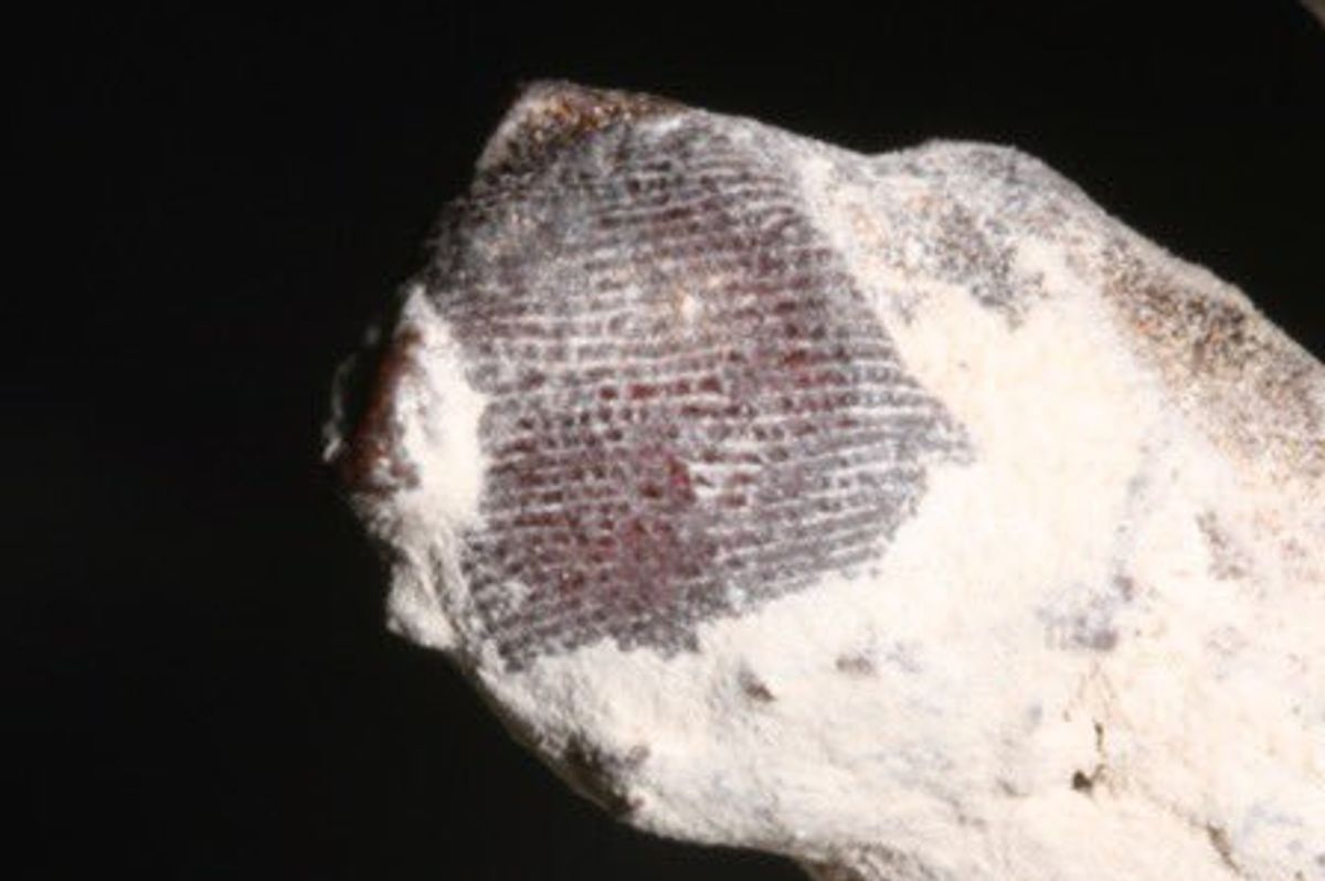A close-up of the fingerprint of the so-called Nazca mummy known as Maria