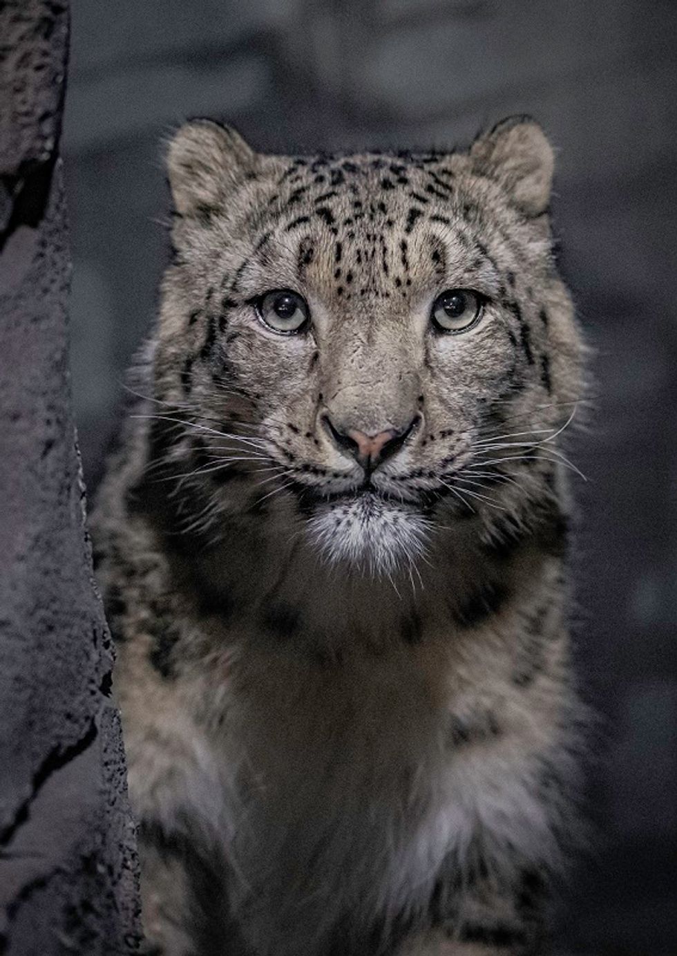 A close up photo of a snow leopard's face