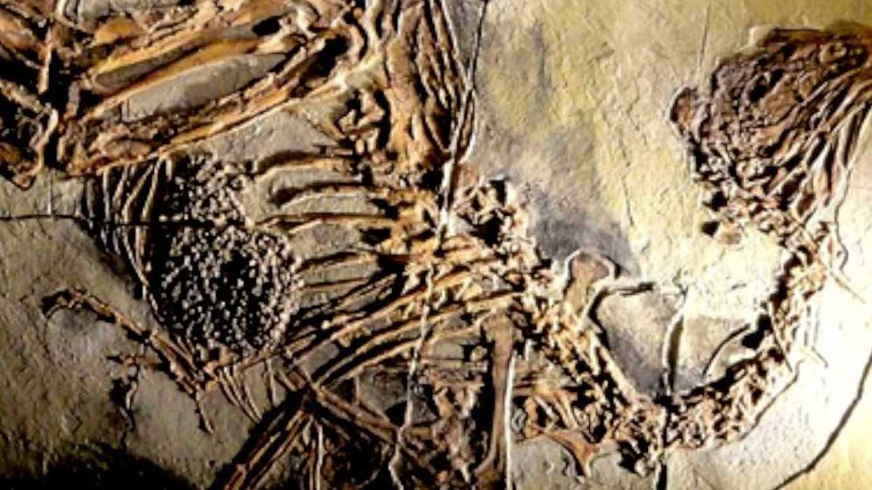 The ginger gene is good for humanity, according to science - Here's why