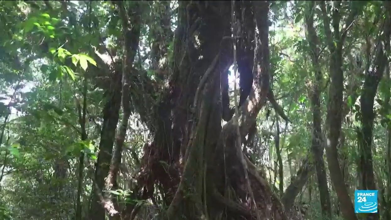 Ancient forest discovered which could contain totally unknown species