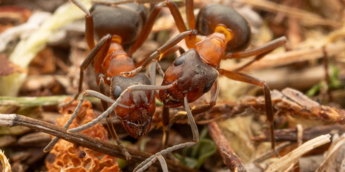 Colony Ridge Ant queen and colony found living on King’s Balmoral estate | indy100