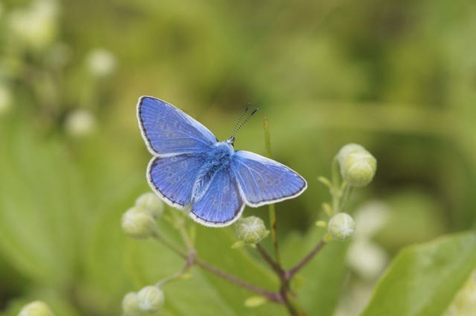 A Common Blue butterfly on a plant