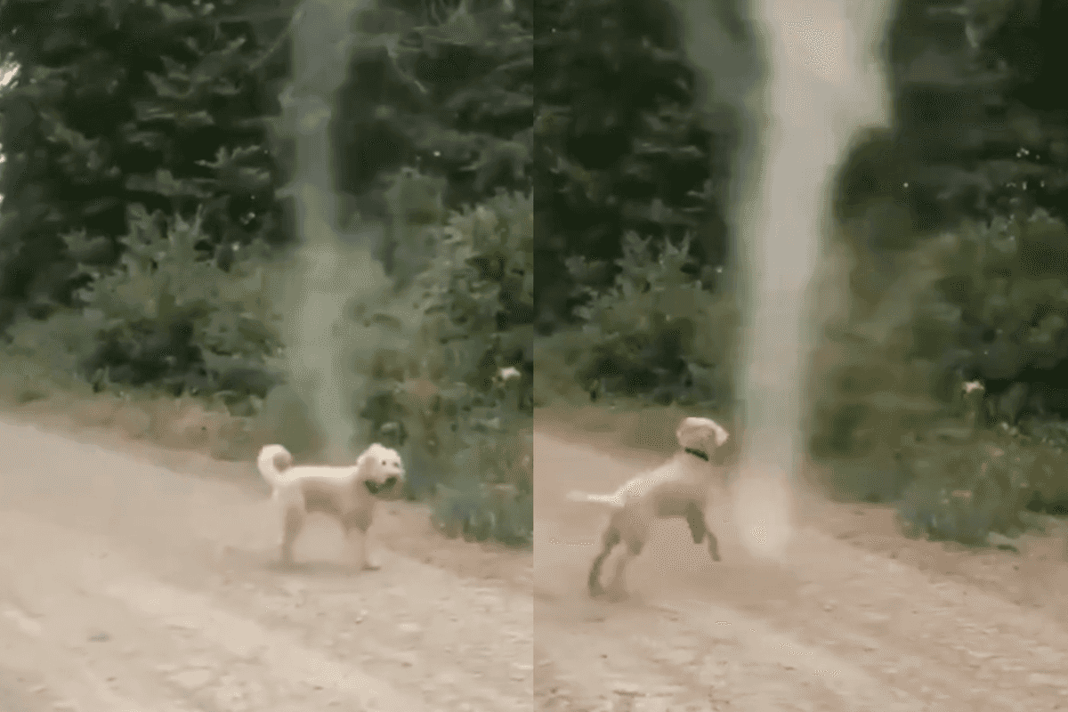 Brave puppy 'saves planet' and stops tornado from forming