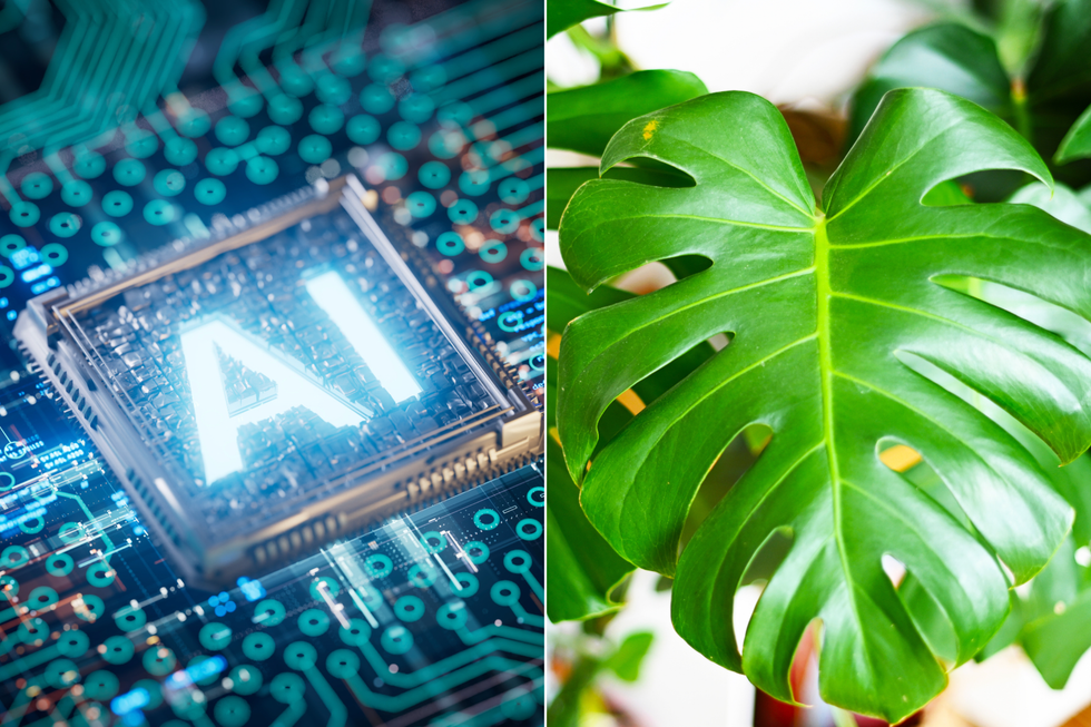 A composite image of an AI graphic and a cheese plant