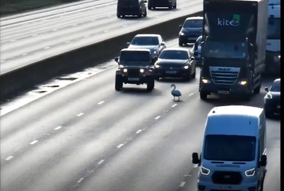 Swan saved after stopping motorway traffic