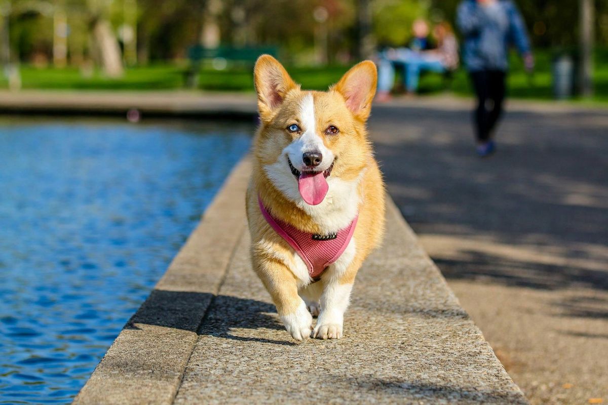 A corgi in a pink harness poses on a wall by a lake