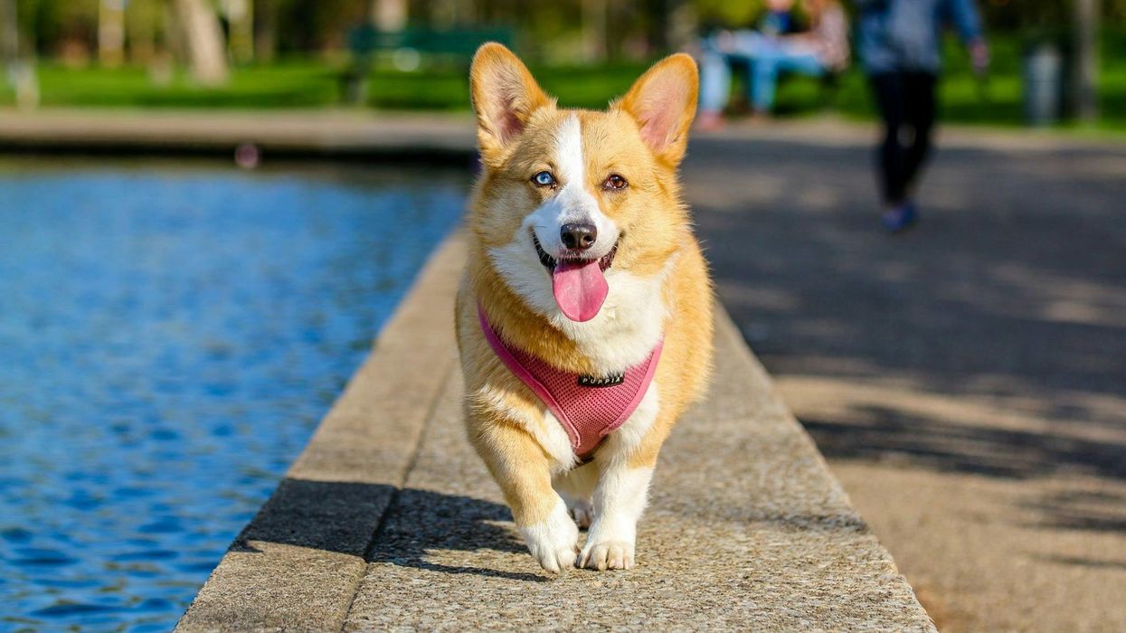 A corgi in a pink harness poses on a wall by a lake
