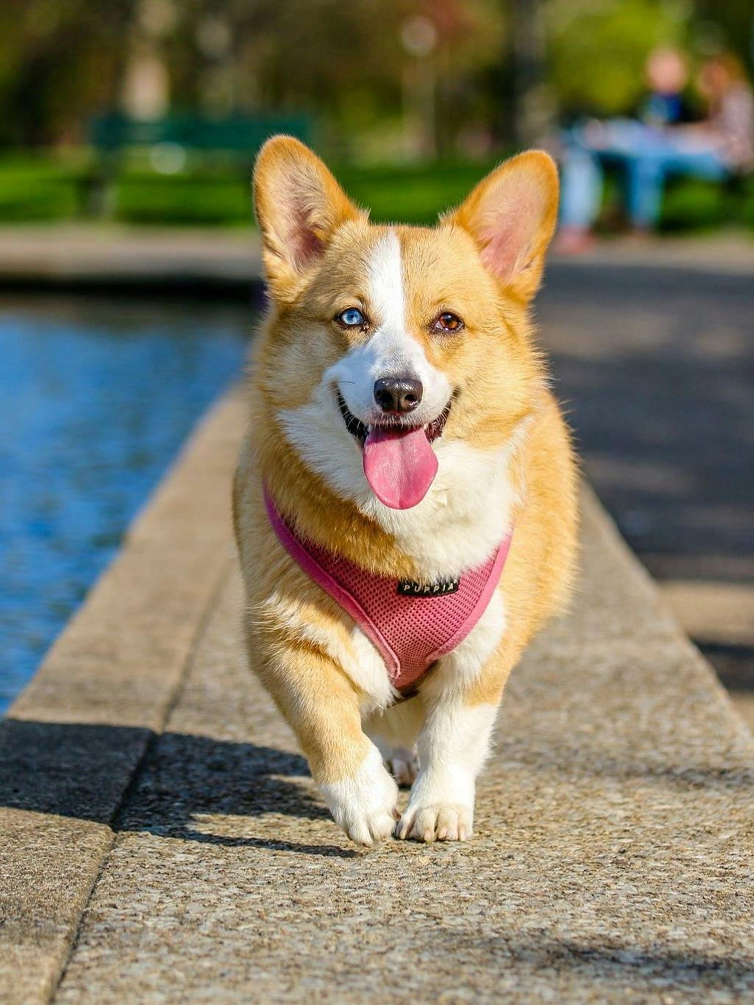 A corgi in a pink harness poses on a wall by a lake