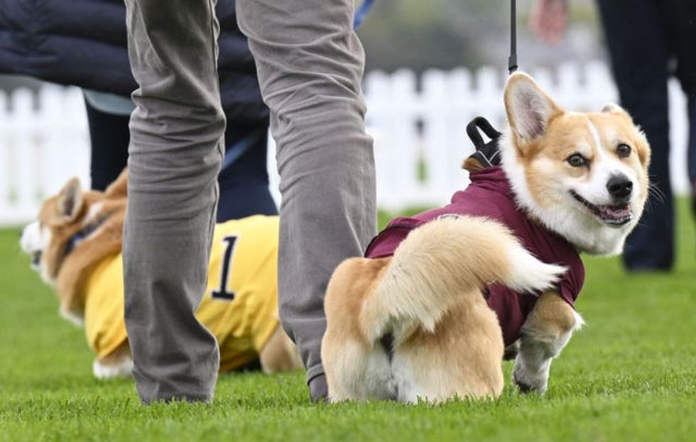 A corgi on the track