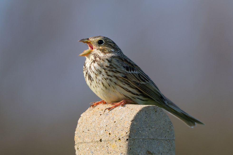 A corn bunting with beak open in call sits on a concrete post