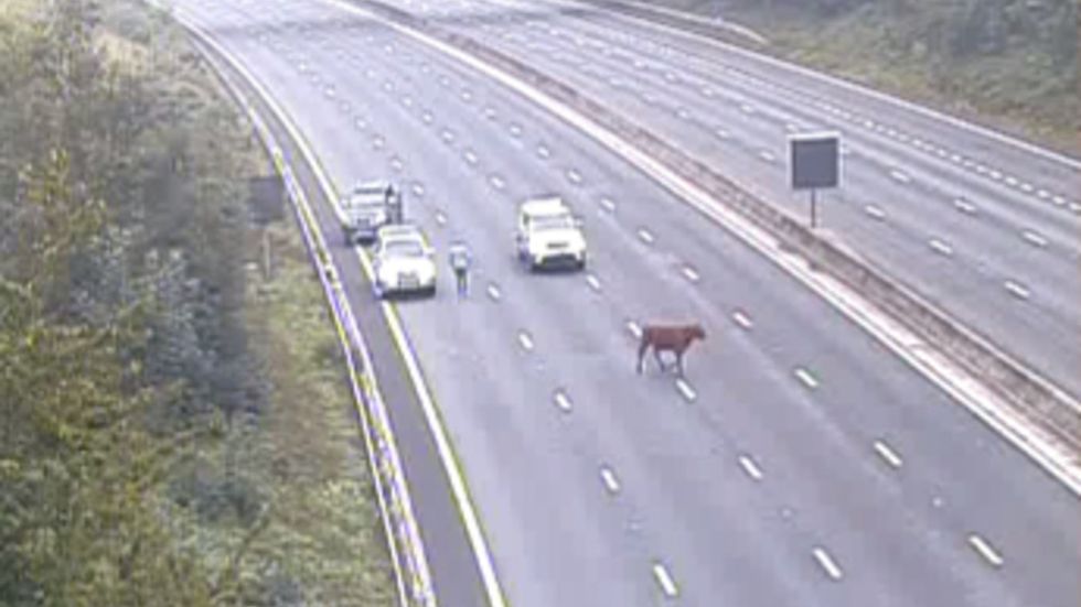 A cow holds up traffic on the M25 (Highways England/PA)
