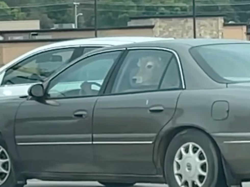 <p>A cow sitting in the backseat </p>