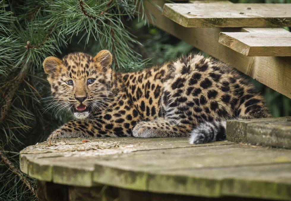 Critically endangered leopard cub takes first steps at UK wildlife park