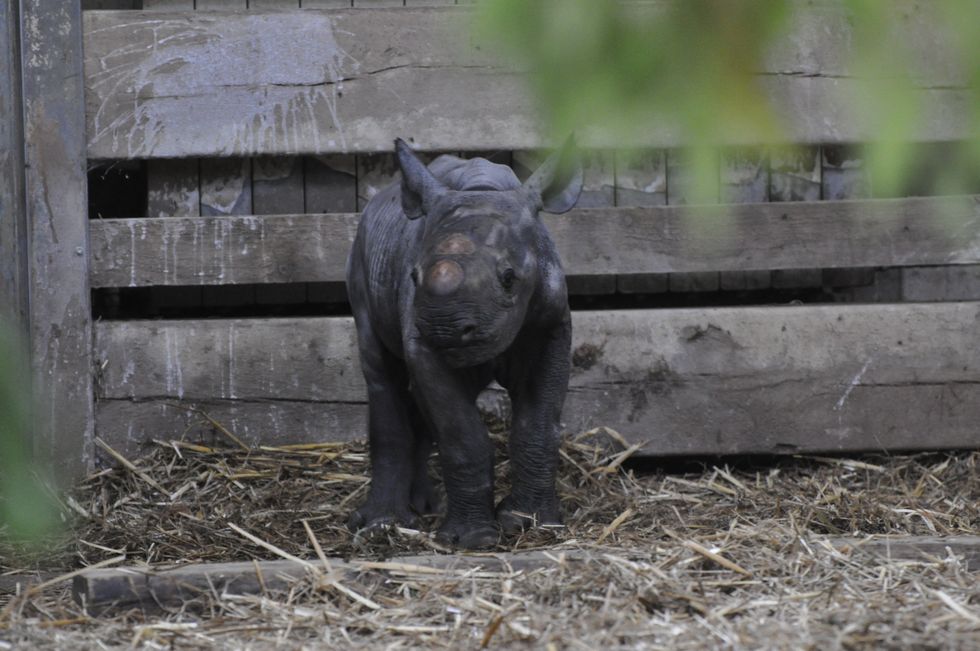 A critically endangered black rhino calf has been born at Flamingo Land zoo, in North Yorkshire. (PA/Flamingo Land)