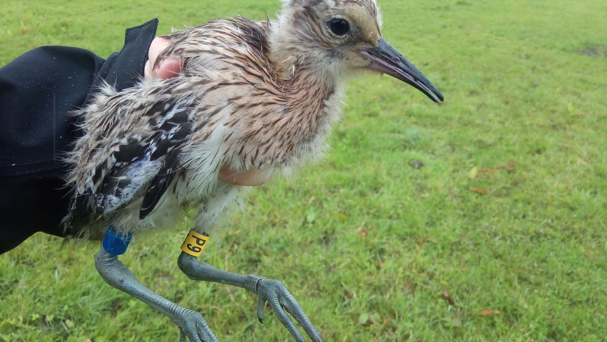 a curlew chick