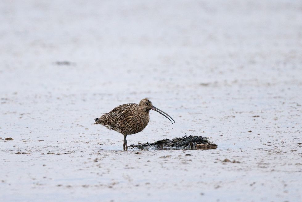 A curlew on the mudflats at Northey Island in Essex, near to where the new island is being built from sunken barges. (National Trust/ PA)