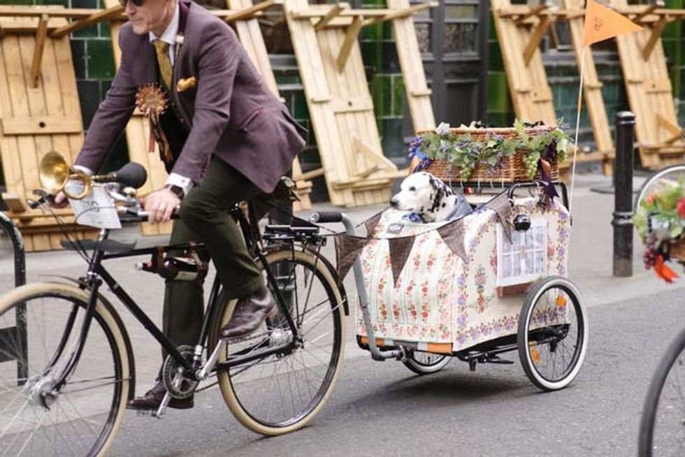 A Dalmatian enjoys the ride from a trailer