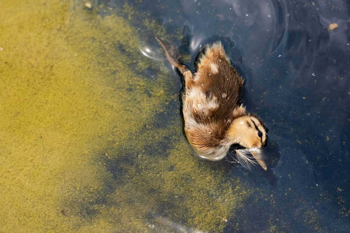 A dead duckling floats in algae at the Reflecting Pool.