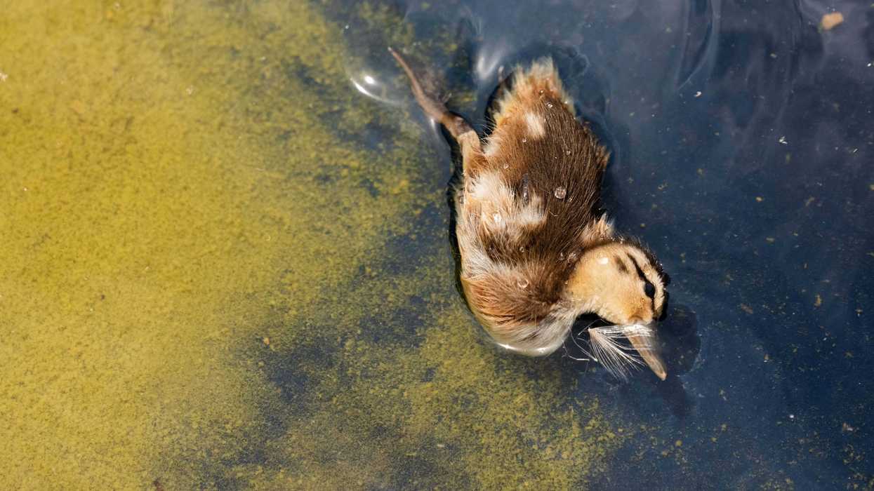 A dead duckling floats in algae at the Reflecting Pool.