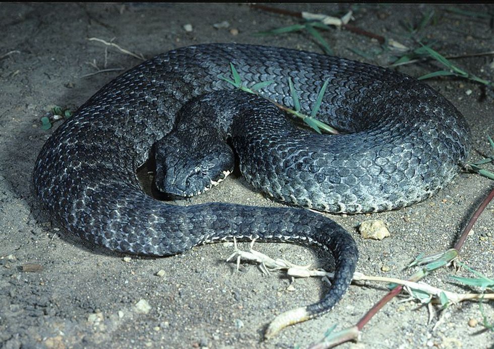 A death adder