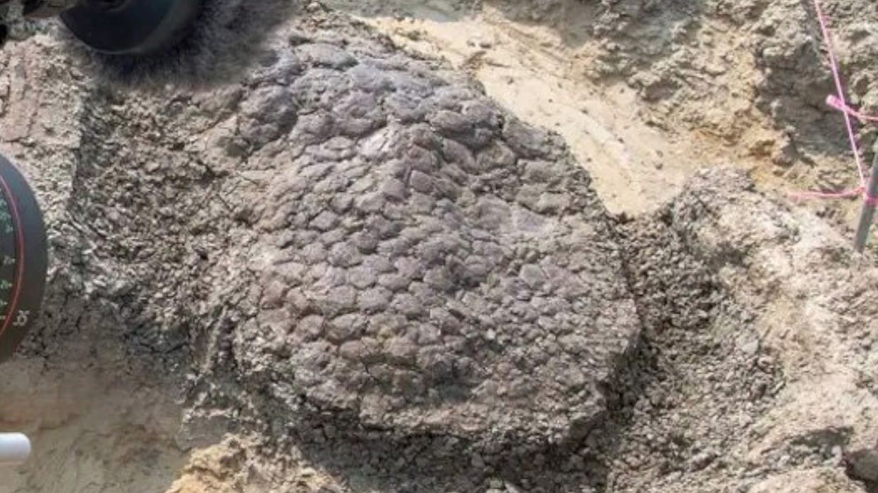 Huge fossilised claws discovered by scientists belong to mysterious new species