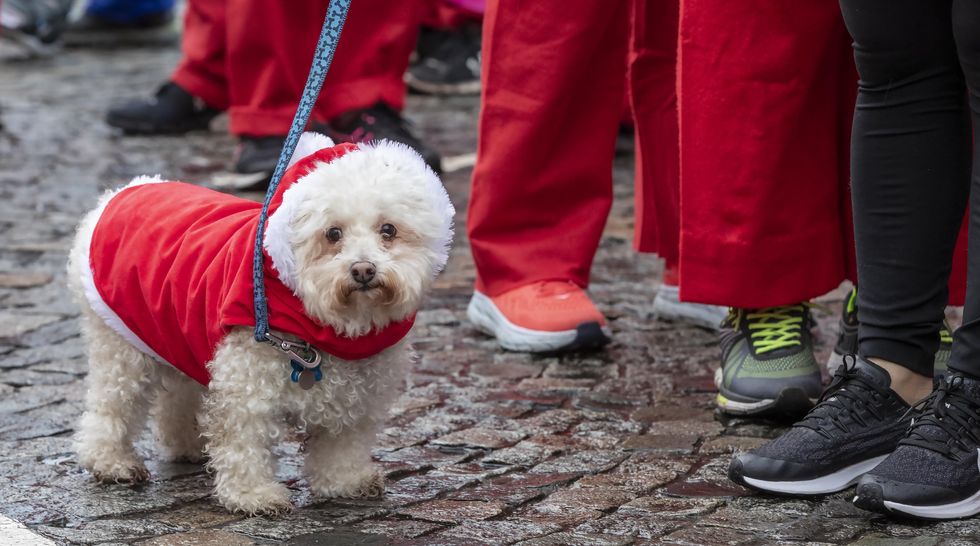 A dog waits at the Santa run in Liverpool (Jason Roberts/PA)