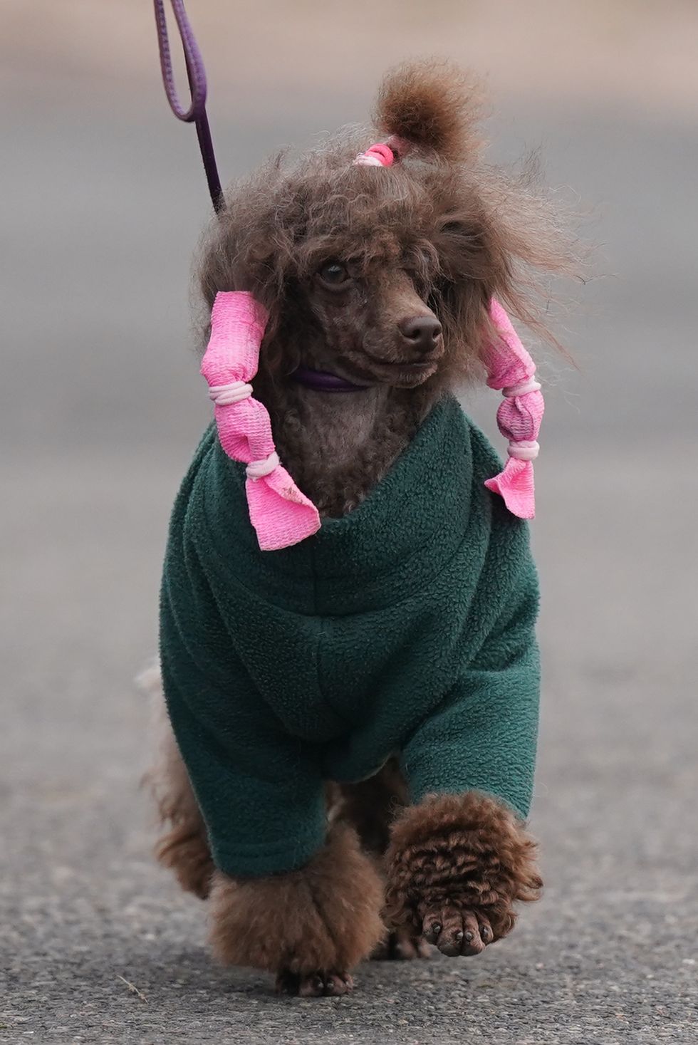 A dog wearing a green coat and pink hair accessories