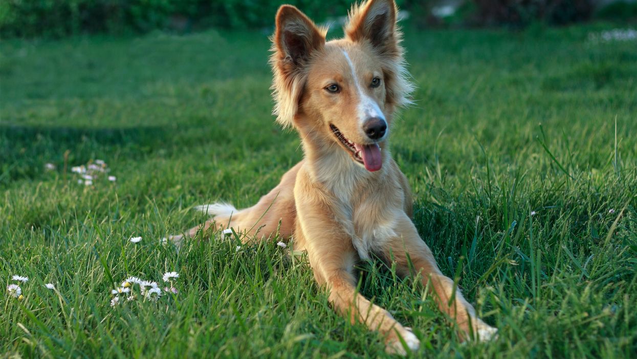 A dog, with a light brown coat, sits on the green grass in a garden.