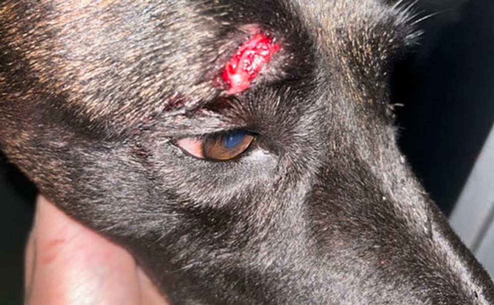 A dog with a visible injury above its eye.