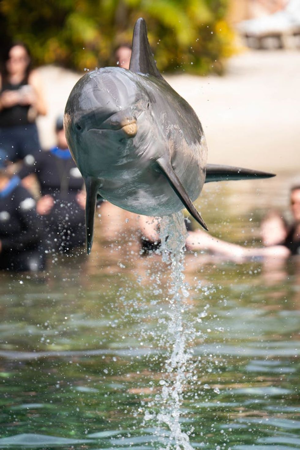 A dolphin dives out of the water during the Dreamflight visit to Discovery Cove in Orlando, Florida