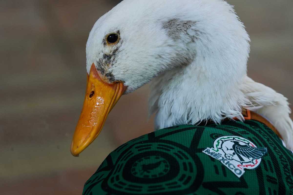 Merlin the duck becomes Mexico's viral World Cup mascot