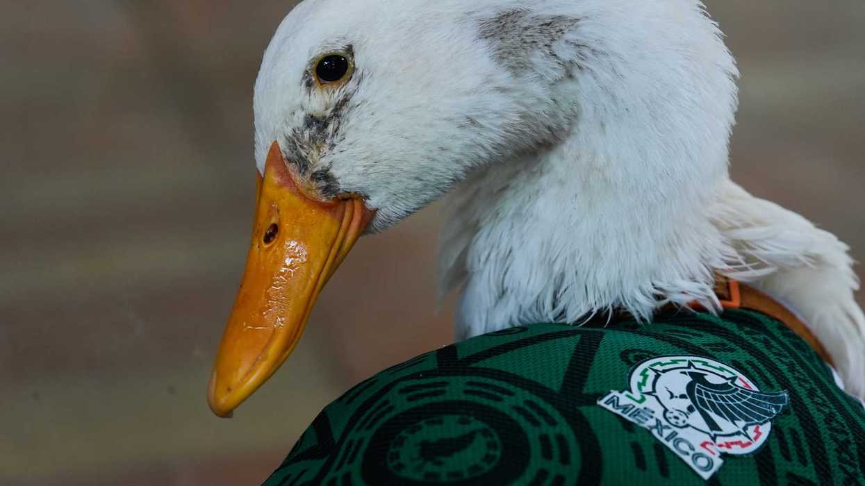 Merlin the duck becomes Mexico's viral World Cup mascot