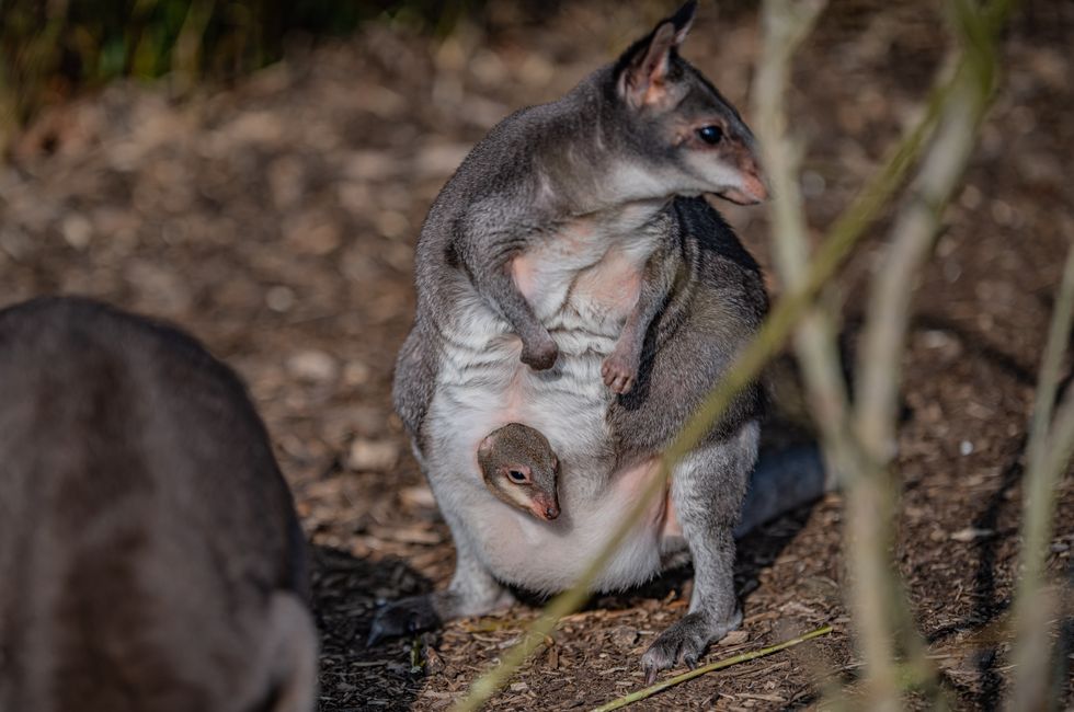 Zookeepers share ‘magical moment’ rare baby kangaroo emerges from mother’s pouch