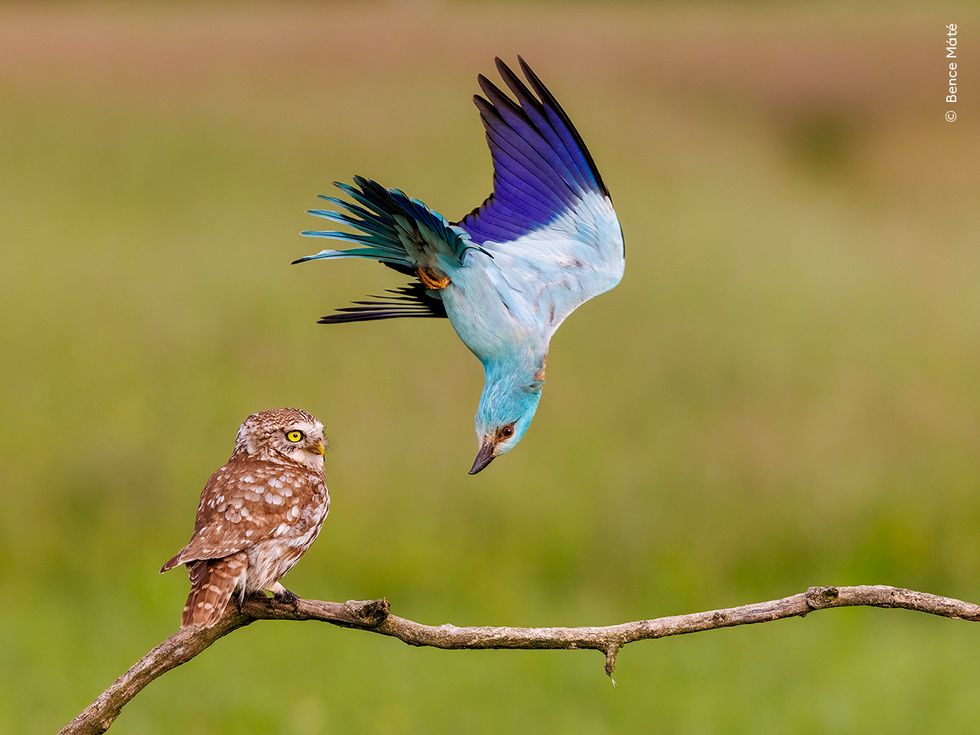 A European roller bird flying upside down defending its territory from a little owl sitting on a branch