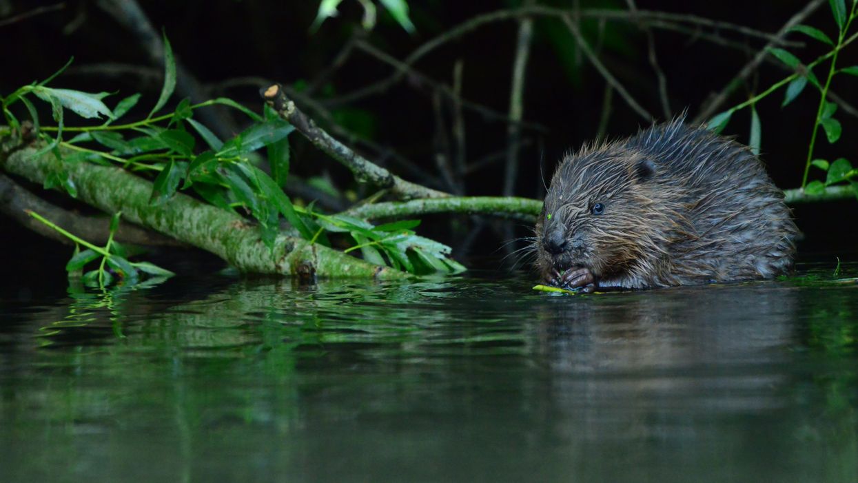 A feeding yearling beaver on the Avon catchment (Bevis Watts/Avon Wildlife Trust/PA)