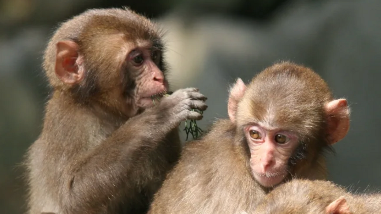 A female monkey just smashed the monkey-patriarchy and the internet is obsessed