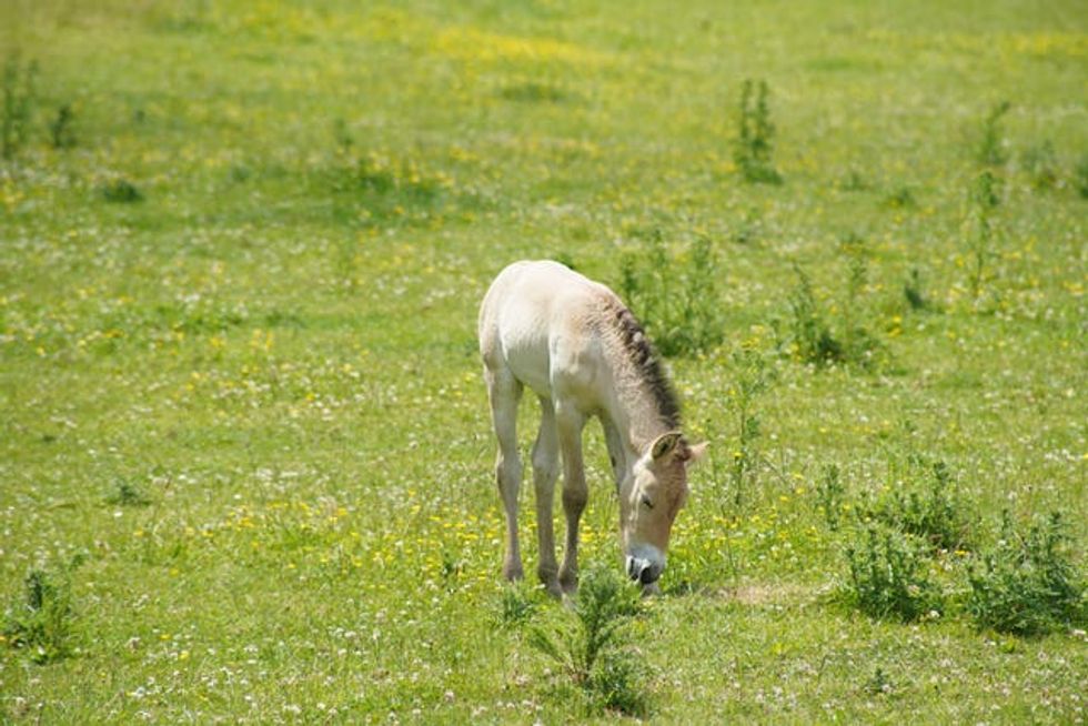 A female Przewalski\u2019s horse foal