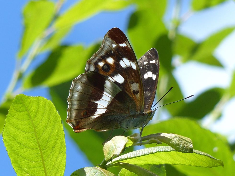 A female purple emperor butterfly. (Matthew Oates/ National Trust)