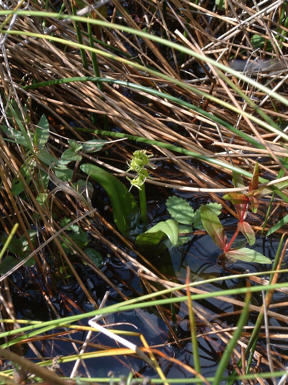 A fen orchid among grasses and water