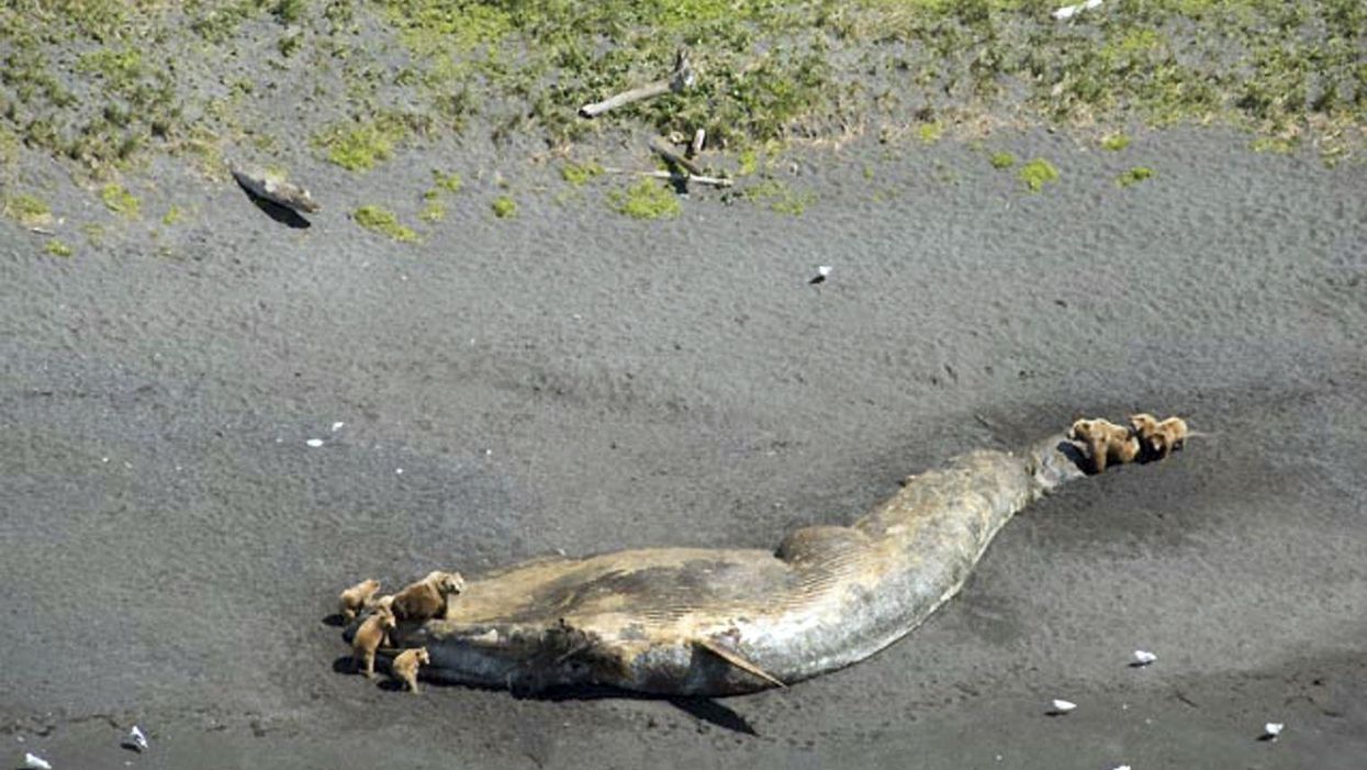 A fin whale carcass in Larson Bay, Alaska