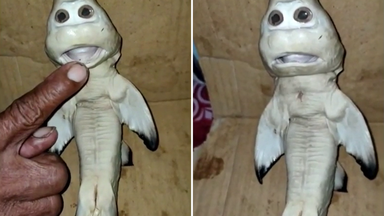 <p>A fisherman in Indonesia claims he caught a baby shark with an eerily human-like face</p>