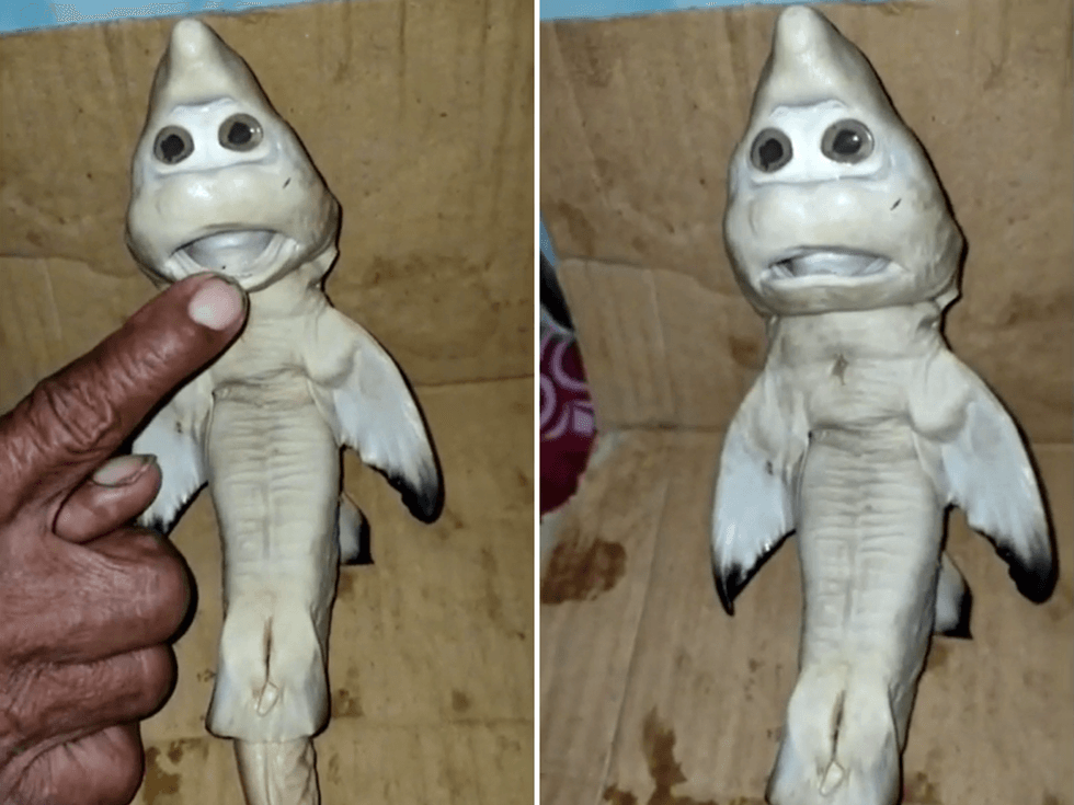 <p>A fisherman in Indonesia claims he caught a baby shark with an eerily human-like face</p>