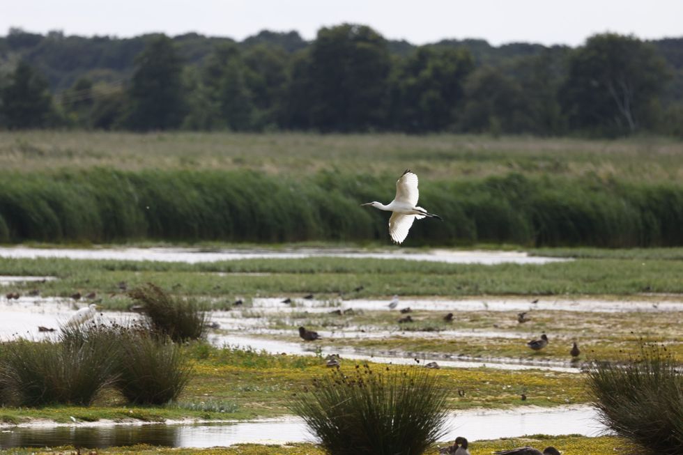 Spoonbill chick fledges on Norfolk Broads ‘for first time since 17th century’